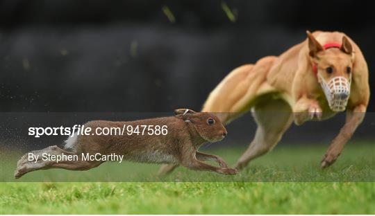 Abbeyfeale Coursing Meeting