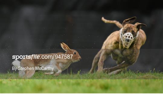 Abbeyfeale Coursing Meeting