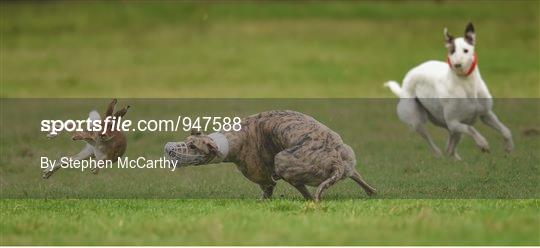 Abbeyfeale Coursing Meeting