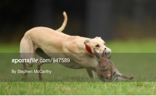 Abbeyfeale Coursing Meeting