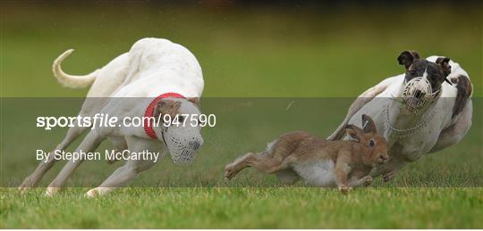 Abbeyfeale Coursing Meeting