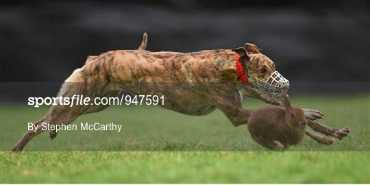 Abbeyfeale Coursing Meeting