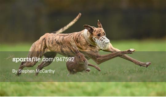 Abbeyfeale Coursing Meeting