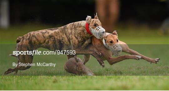 Abbeyfeale Coursing Meeting