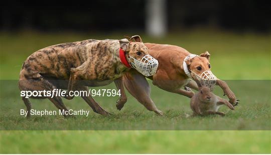 Abbeyfeale Coursing Meeting