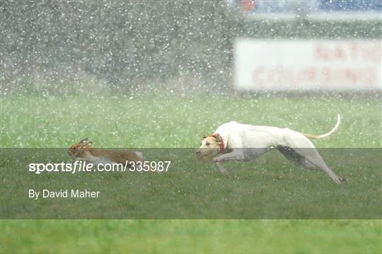 84th National Coursing Meeting - Monday 2nd Feb