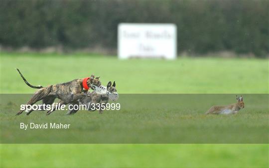 84th National Coursing Meeting - Monday 2nd Feb