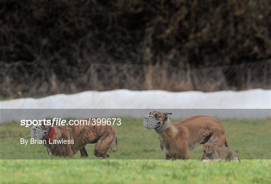 85th National Coursing Meeting - Wednesday